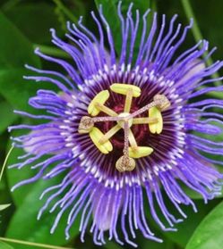 Passion flower vine