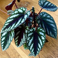 Rare Cissus Discolor Plant / Free Delivery Available 