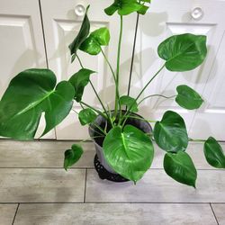 🌿Healthy Live Air Purifying Houseplant Monstera Deliciosa 31" Tall In Pot Diameter 12" ~ Easy To Grow