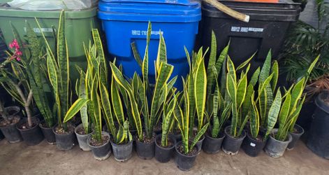 Snake plant
