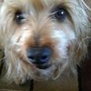 Sportdog