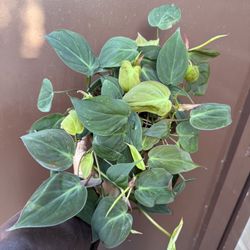 6” Micans Philodendron 
