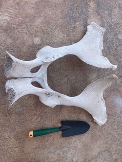 Cow skull