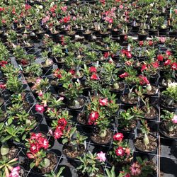 5$ Each! Desert Rose 
