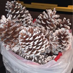 Real Pinecones