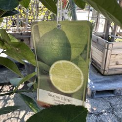 Bears Lime Tree 15gal $175 , 25gal $450