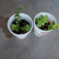 Jade o abundancia $1.50 Cada Uno 