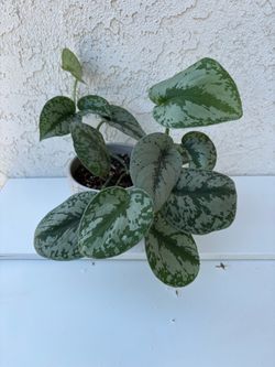 Scindapsus Pictus Exotica