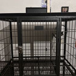 37 And 43 In Dog Crates