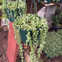 Hanging plants 6”