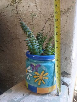 $10 Jade Necklace Plant & Pot