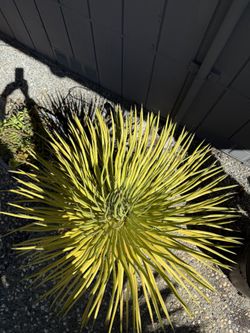 Succulent Hedgehog Agave $150