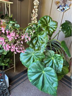 Plant