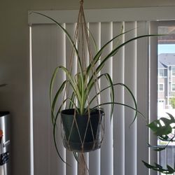 Spider Plant -6" Pot with Macrame 
