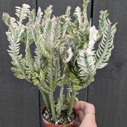 Devil's Backbone Variegated Plant 2" Pot - Indoor House Plants 