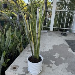 Beautiful Snake Plant In Ceramic Pot 3 Feet 
