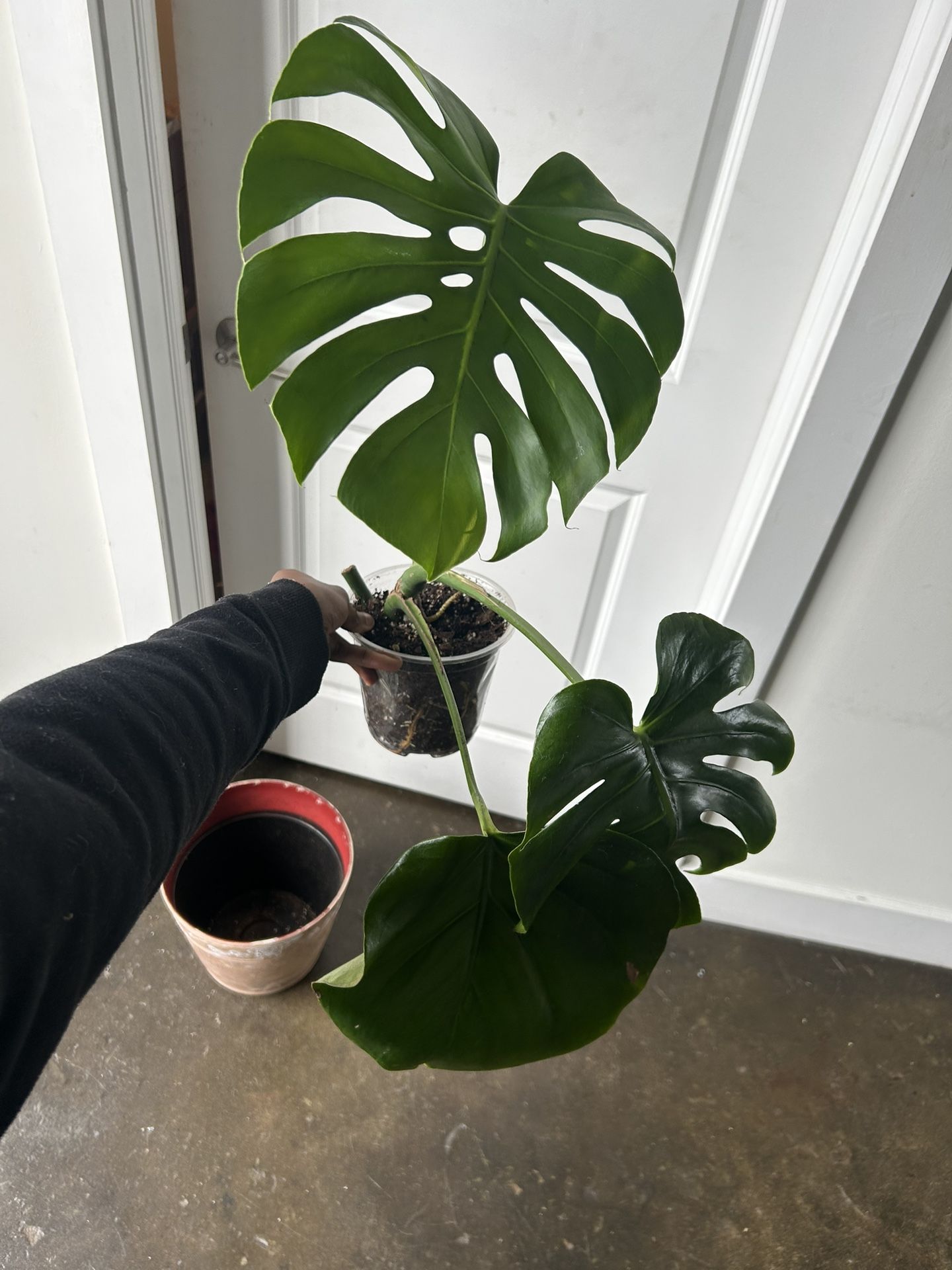 Monstera