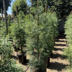 Podocarpus Gracilior Privacy Hedge 