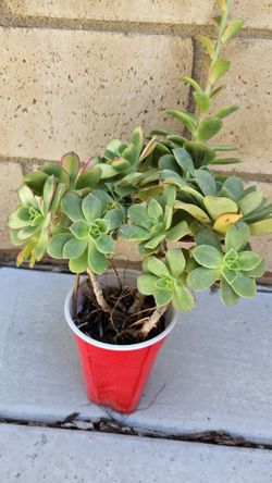 Pinwheel 'Aeonium haworthii' Succulent Plant