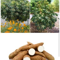 Variegated Cassava  Plant  3gal  Plantas  De Yuca En 3gal