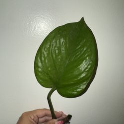 Pothos Plant