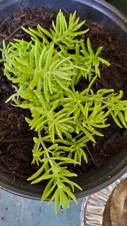 Stonecrops. Succulents. $3 EACH