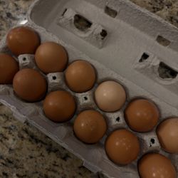 Chicken Eggs