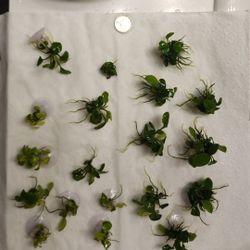 Anubias Barteri, Anubias Nana Golden, Golden Coin, Dragon claw - Aquarium plants Aquascaping