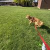 Ozzie