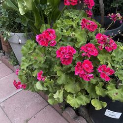 Geranium Plant 