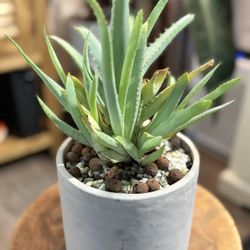 Live Aloe Plant Succulent Cactus Potted 