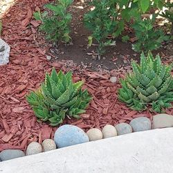 Mini Aloe Succulents
