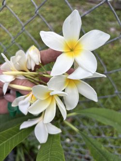 This white 5’ Plumeria / Frangipani Tree See All Pictures of # 11