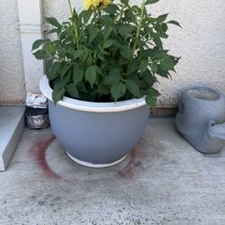 Plants. 4 Gallons Ceramic Pots $25.00 Each 