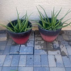Planta De Sábila - Aloe Vera Plant 