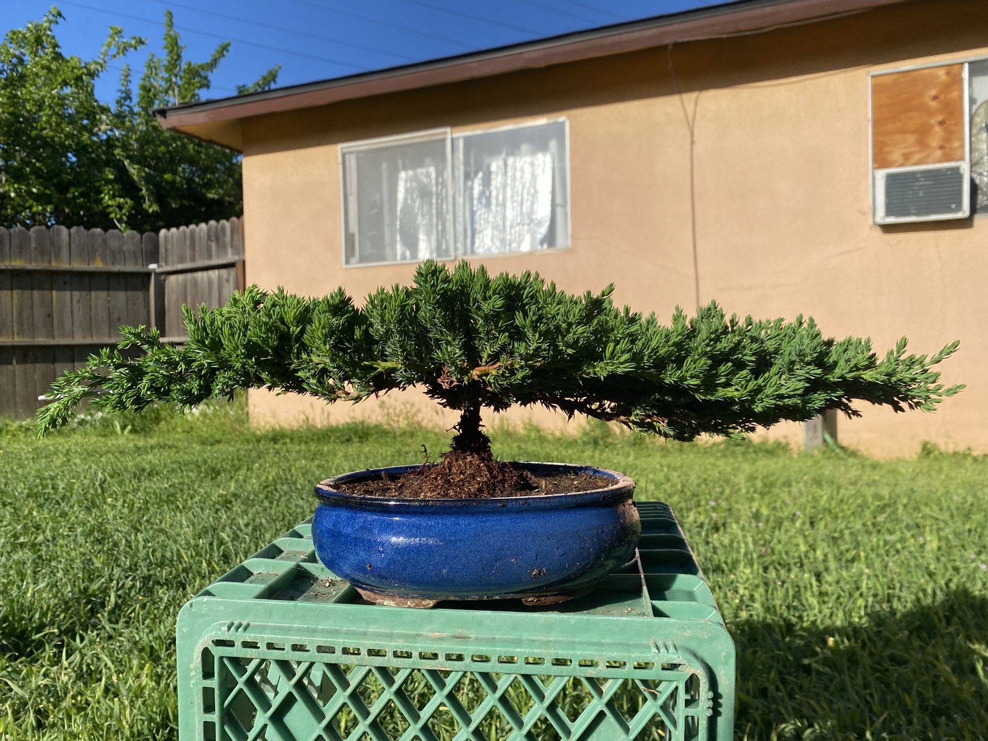 Bonsai Flying Eagle Japanese Garden Juniper $60 Each,All Products : American Fashion Style Bags On Sale