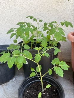 Cherry tomatoes