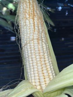 🌽🌽🌽ELOTE BLANCO DEL 🌽🌽MEXICANO🇲🇽 PURA CALIDAD👌🏻💯🌽🌽🌽