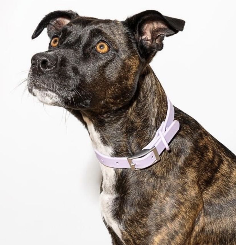 wild one dog collar Lilac Color