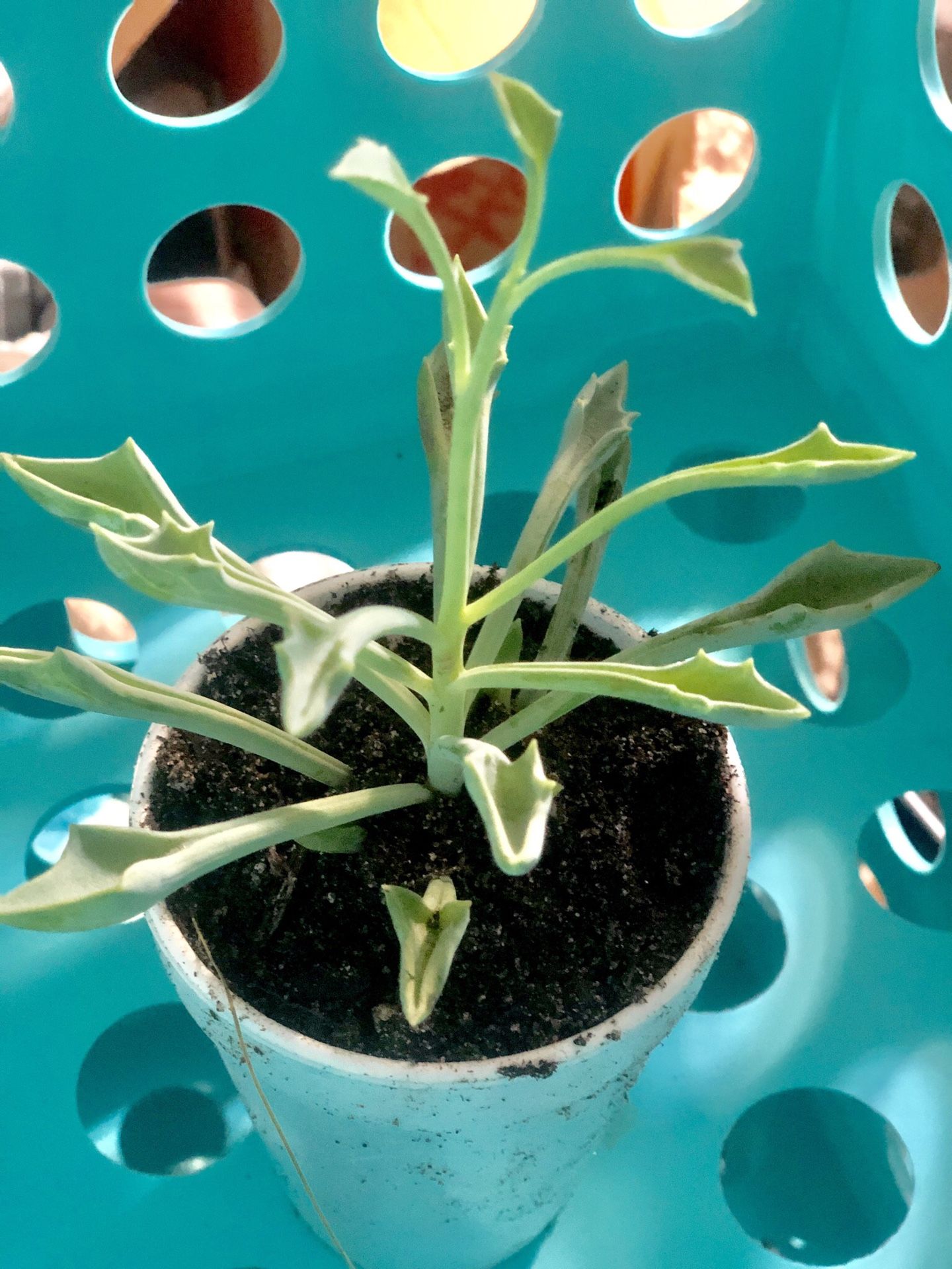 Kleinia 'Trident Blue' Succulent Plant