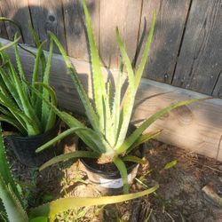 Vendo Macetas  De Sabila Diferentes Precios