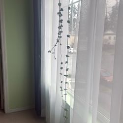 Peperomia Hope Plant