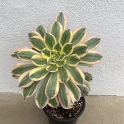 Aeonium Succulent Plant 