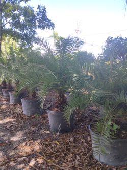 Sylvester Palm Trees 25gl $200🌴