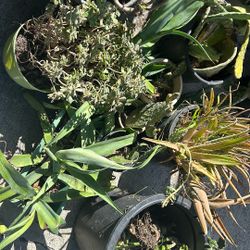 Free Succulents And Cacti More Added- Take All
