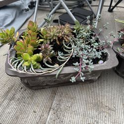 Potted large succulent