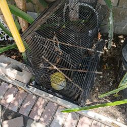 Bird Cage