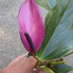 Purple Anthurium Plant