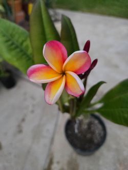 Candy stripe plumeria tree