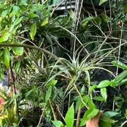 Air Plant Giant Organic Available